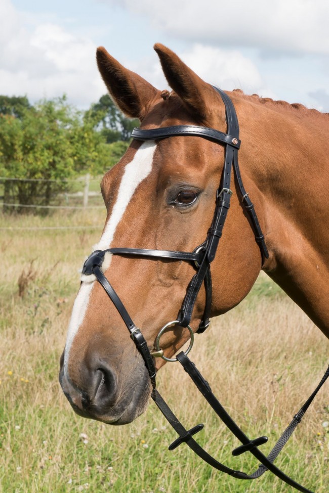 EB English Comfort Grackle Bridle